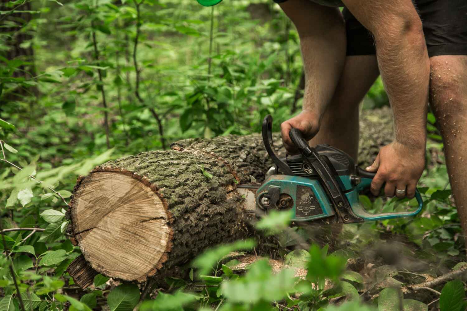 The Steps Involved in Our Tree Care Process in Clarendon, TX